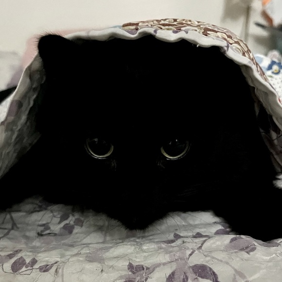 Meet your Posher, Misty - Picture 2 of 3